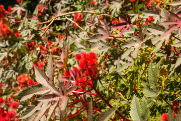 Red wild flowers background.