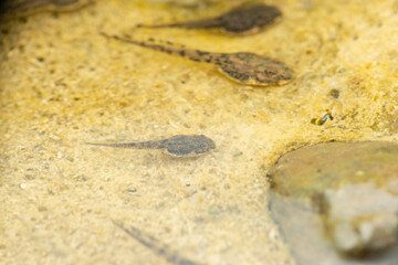 Tadpole of Sphaerotheca rolandae, Sri Lanka bullfrog, Satara, Maharashtra india