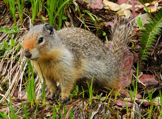 Naklejka na ściany i meble cute columbia ground squirrel in the grass along the trail up to iceberg lake in glacier national park, montana 