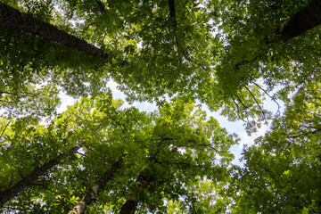 Green treetops. Chestnut forest. Foliage.