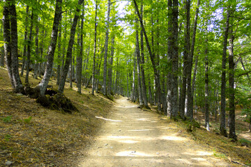 Obraz premium Path in a green chestnut forest.