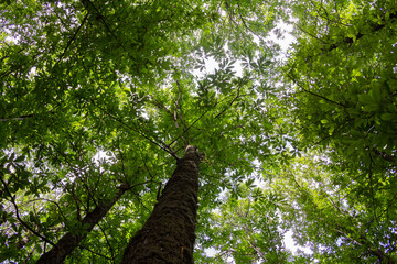 Fototapeta na wymiar Green treetops. Chestnut forest. Foliage.