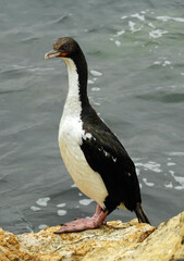 stewart island shag standing on the rocks of the mole breakwater in otago harbor, near dunedin on the south island of new zealand