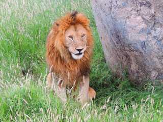       beautiful  lion sitting  next to a boulder in serengeti national park, tanzania , east africa