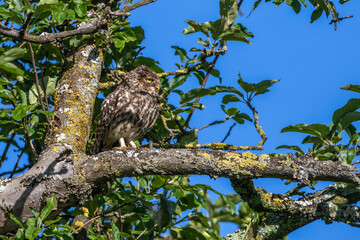 Steinkauz (Athene noctua)