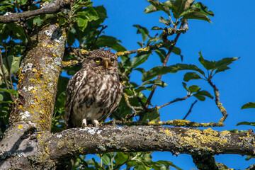 Steinkauz (Athene noctua)