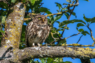 Steinkauz (Athene noctua)