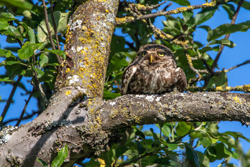 Steinkauz (Athene noctua)