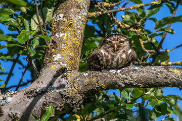Steinkauz (Athene noctua)