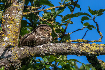 Steinkauz (Athene noctua)
