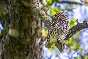 Steinkauz (Athene noctua)