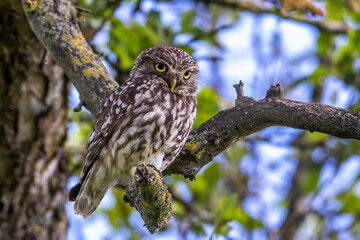 Steinkauz (Athene noctua)