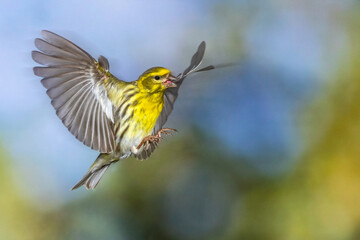 Fototapeta premium Girlitz (Serinus serinus) Männchen