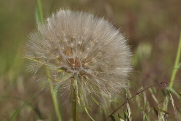 The plant looks like a dandelion, only a very large dandelion. 