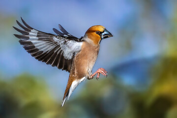 Kernbeißer (Coccothraustes coccothraustes)