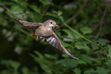 Gartenrotschwanz (Phoenicurus phoenicurus) Weibchen