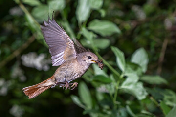 Gartenrotschwanz (Phoenicurus phoenicurus) Weibchen