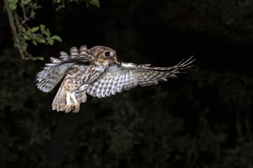 Steinkauz (Athene noctua) mit Feldgrille