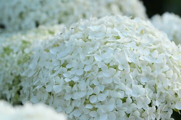 Blooming smooth hydrangea closeup.