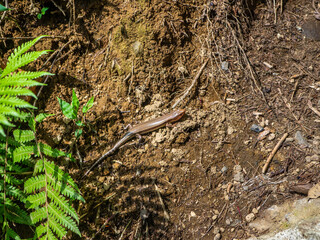 Small lizard (Plestiodon finitimus) in a mountain (Mt.Yahiko, Yahiko, Niigata, Japan)