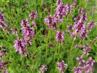 Close up of stachys officinalis (Betonica officinalis) foliage.
