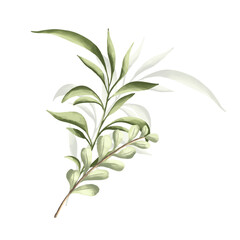 Set of botanic and wild leaves in watercolor painting.