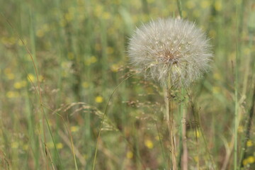 The plant looks like a dandelion, only a very large dandelion. 