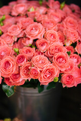 rose pink major plan flowers