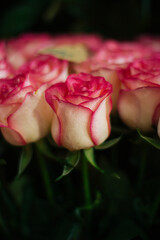 rose pink major plan flowers