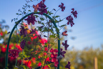 Purple clematis flowers on the support curl in summer