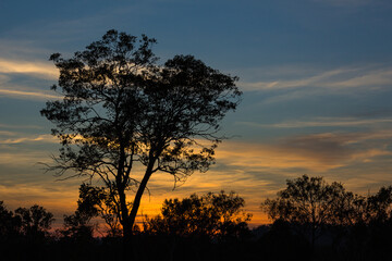 Fototapeta na wymiar オーストラリア　ダーウィン郊外での夕焼け空と木のシルエット