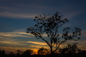 Plakat オーストラリア　ダーウィン郊外での夕焼け空と木のシルエット