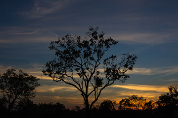 Naklejka na ściany i meble オーストラリア　ダーウィン郊外での夕焼け空と木のシルエット
