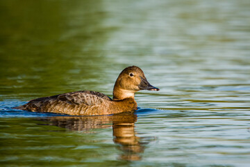 Pochard swimming on a pond in London, UK