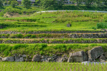 上代田棚田
