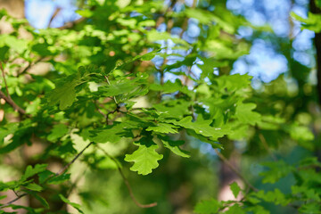 Fototapeta na wymiar Oak branch with young green oak leaves close up