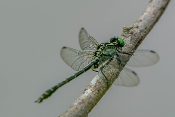 サナエトンボ  © shonen