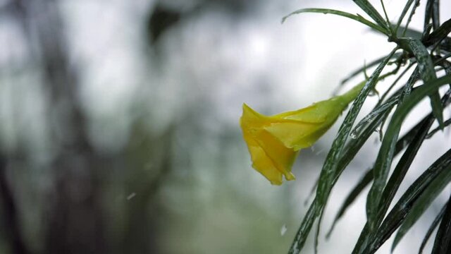 Large droplets of water / raindrops falling on a beautiful Champa flower with leaves. Closeup shot of a bright yellow flower with big green leaves blossoming in the rain against a dark background