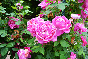 Blooming pink garden flowers bush closeup