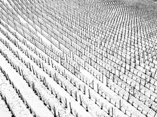 Vineyards under the snow with tool houses in winter season