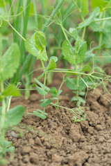 Young bushes of peas in the home garden. Vertical photo