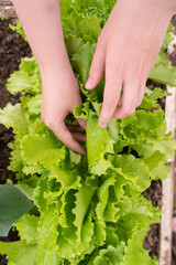 Woman's hand picking a green leaf of lettuce from a home garden, vertical photo