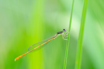モートンイトトンボ