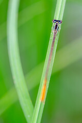 モートンイトトンボ