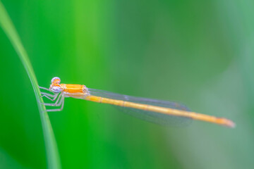 モートンイトトンボ