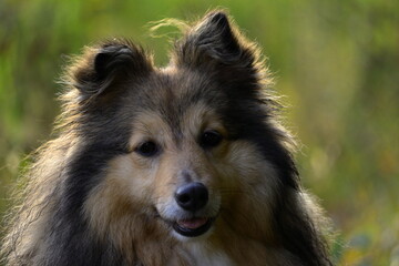 Sheshetlands sheepdog
shetlands sheepdog watching
shetlands sheepdog and german shephard
shetlands sheepdog and cat
dog looking
cute dog
happy dog
smiling dog
dog looking happy