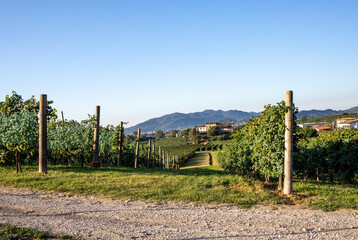 Fototapeta na wymiar Picturesque hills with vineyards of the Prosecco sparkling wine region in Valdobbiadene, Italy.