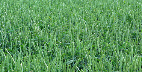 Getreidefeld mit der Getreidesorte Gerste