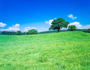 Obraz premium 草原に木