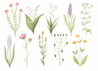 Set of watercolor widflowers. Hand drawn summer botanical design elements for wedding invitation, greeting card, postcard, stickers and other.